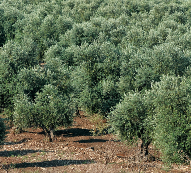 Paesaggio di ulivi