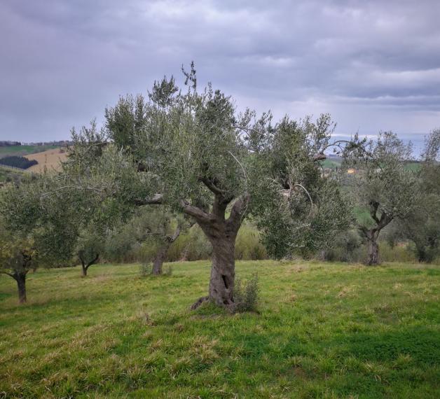 Tortiglione