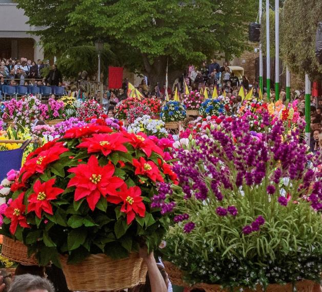 canestri fiori banderesi
