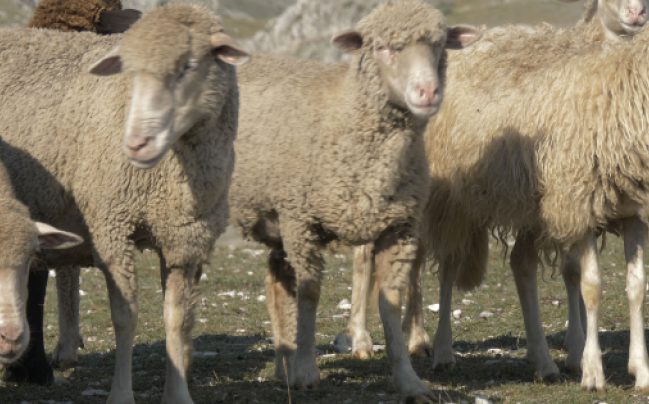 Pecore a Campo Imperatore