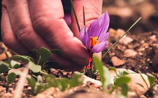 Il fiore viola dello zafferano