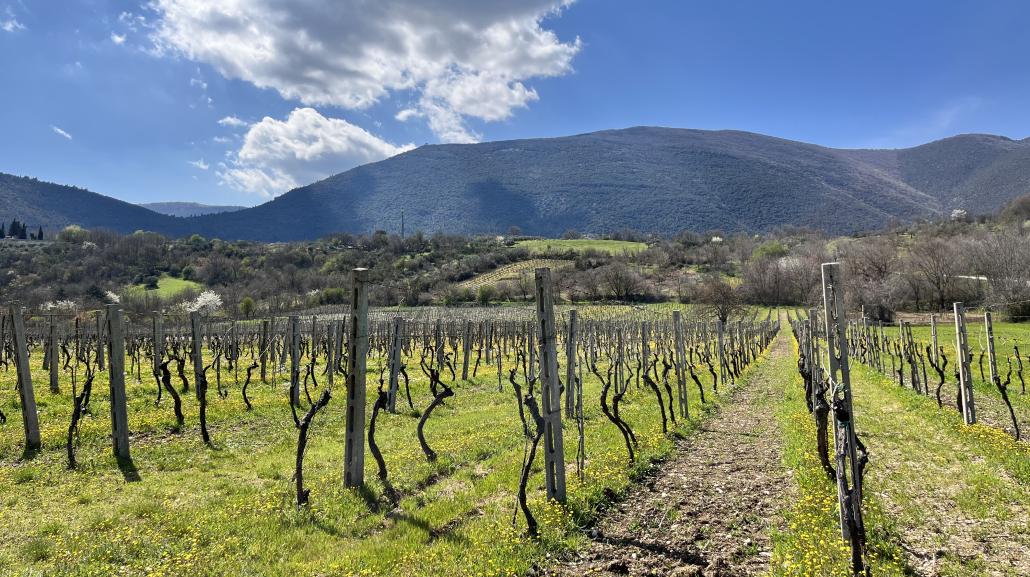Azienda Agricola Ludovico