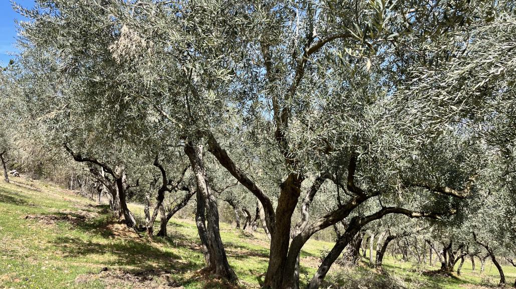 Olivi di Rustica