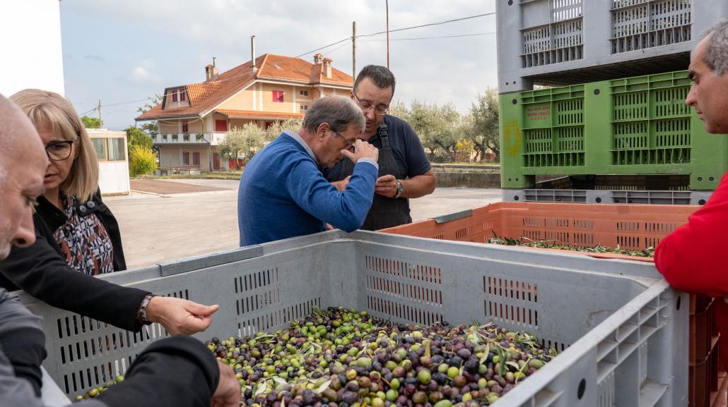 Campagna olivicola 2024/2025
