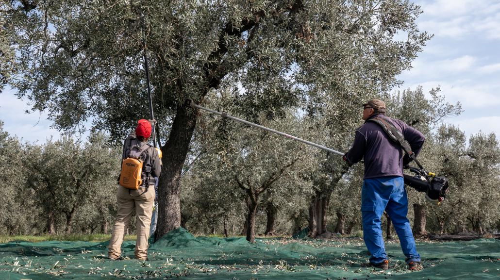 Campagna olivicola 2024/2025