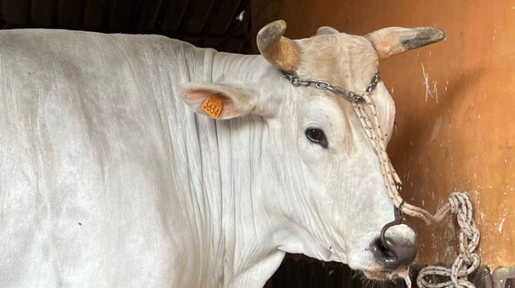 La bellezza di Galante
