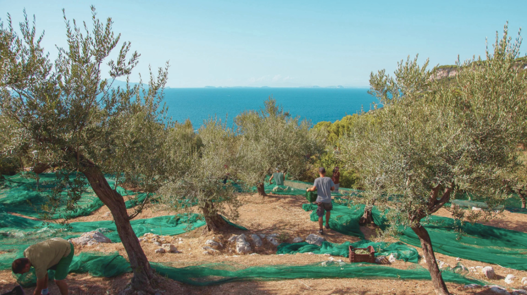 L'Oro di Capri