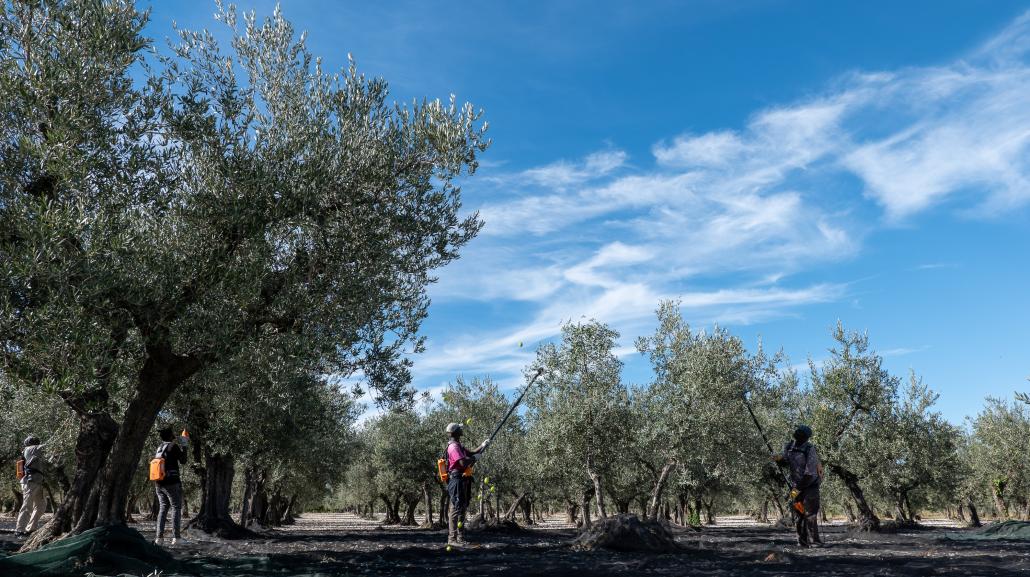 Trappeto di Caprafico 