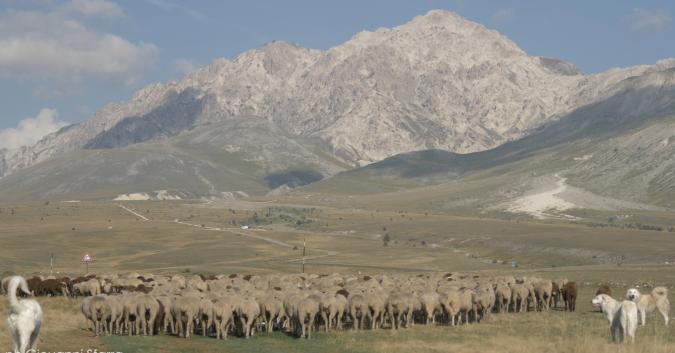 Pecore a Campo Imperatore