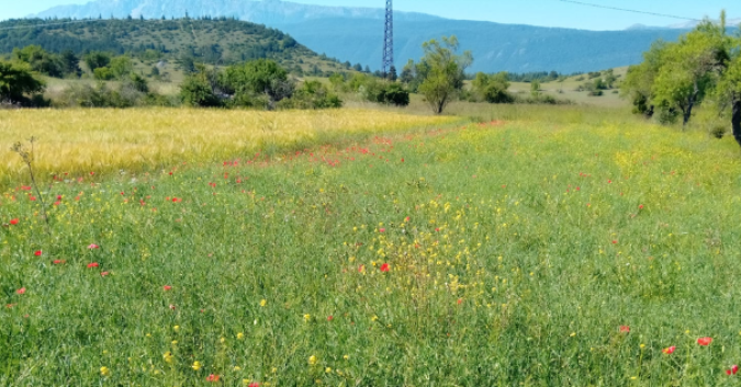 Un campo di cicerchia