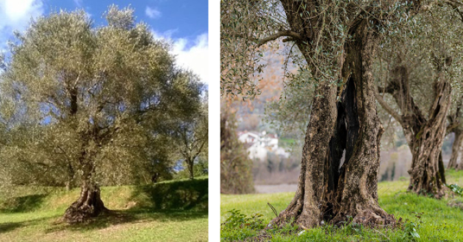  Piante di Monicella della Valle Roveto