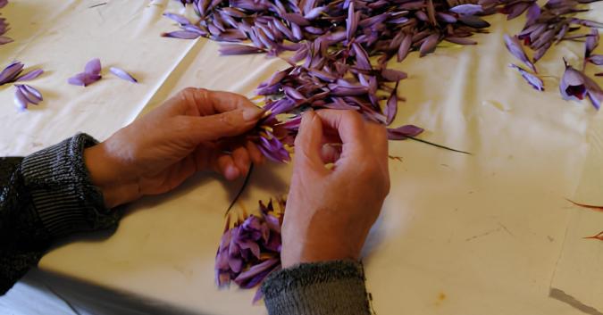 La sfioratura dello zafferano