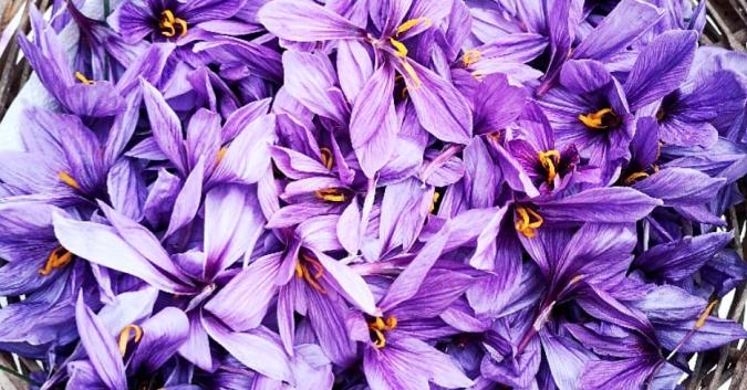 I fiori di zafferano