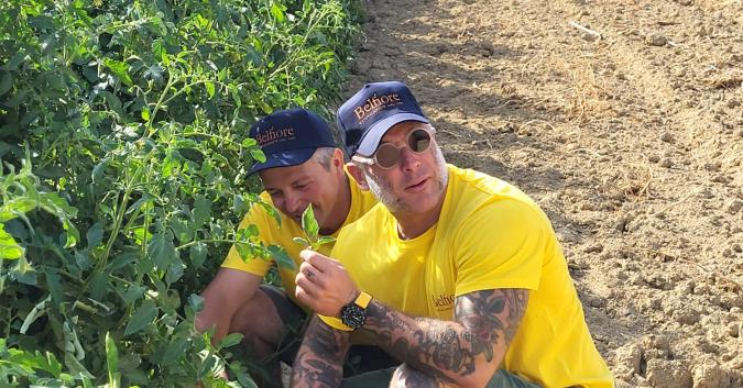Chef Marco Ortolani durante la raccolta dei pomodori presso Azienda Belfiore