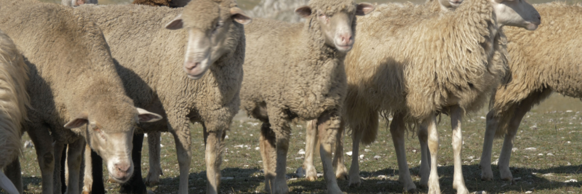 Pecore a Campo Imperatore