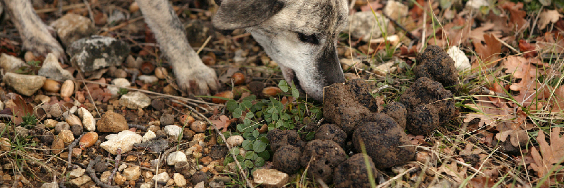 tartufo