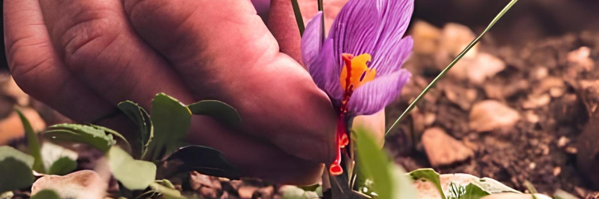 Il fiore viola dello zafferano