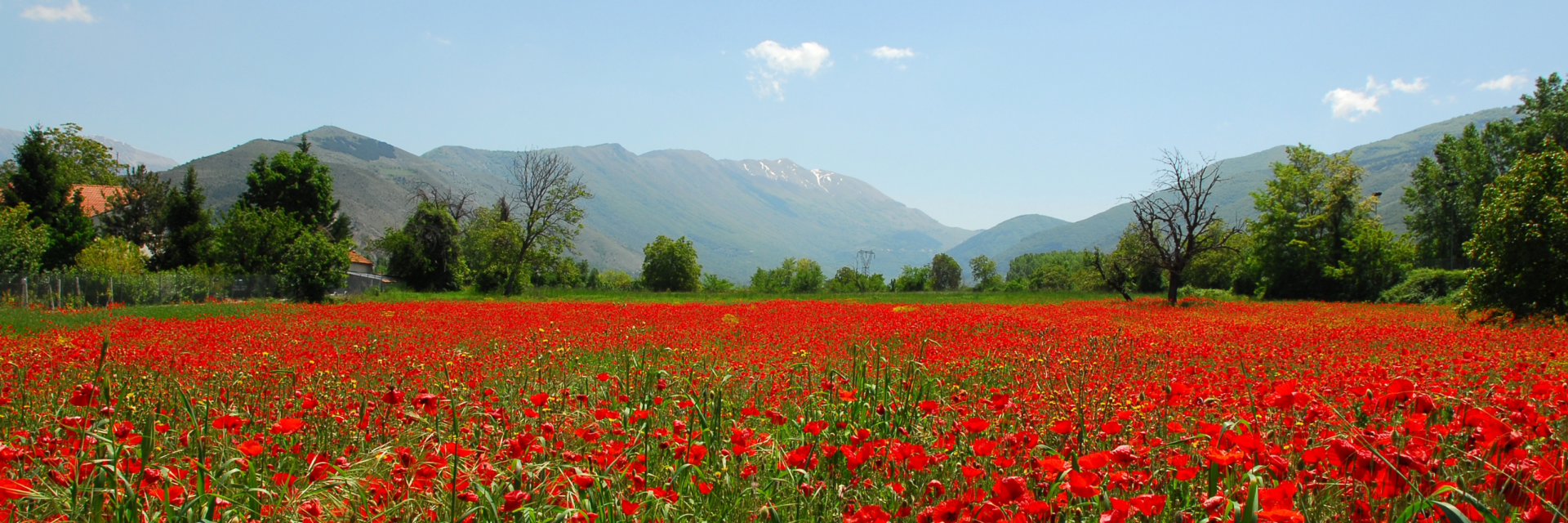Primavera