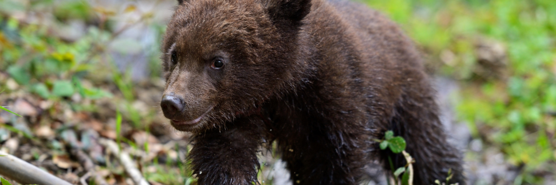 Cucciolo d'orso